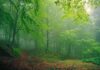 Foreste Casentinesi da proteggere e da vivere