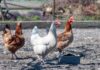 Influenza aviaria (H5N1): confermato focolaio a Subbiano